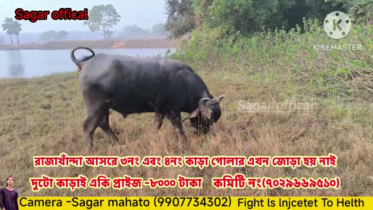 রাজাখাঁন্দা আসরে ৩নং এবং ৪নং কাড়া গোলার এখন জোড়া হয় নাই। কমিটি সঙ্গে যোগাযোগ করুন।।