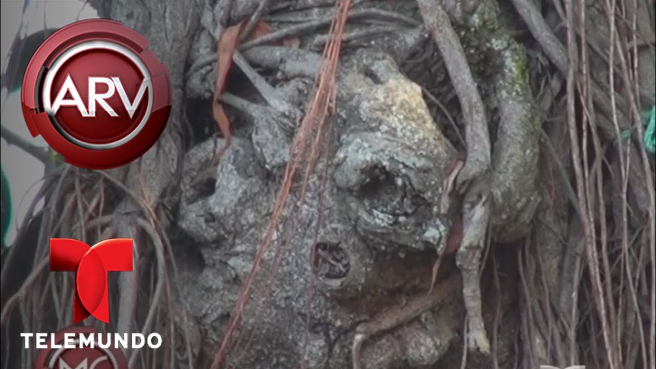 Un árbol con rostro causa pánico en El Salvador | Al Rojo Vivo | Telemundo