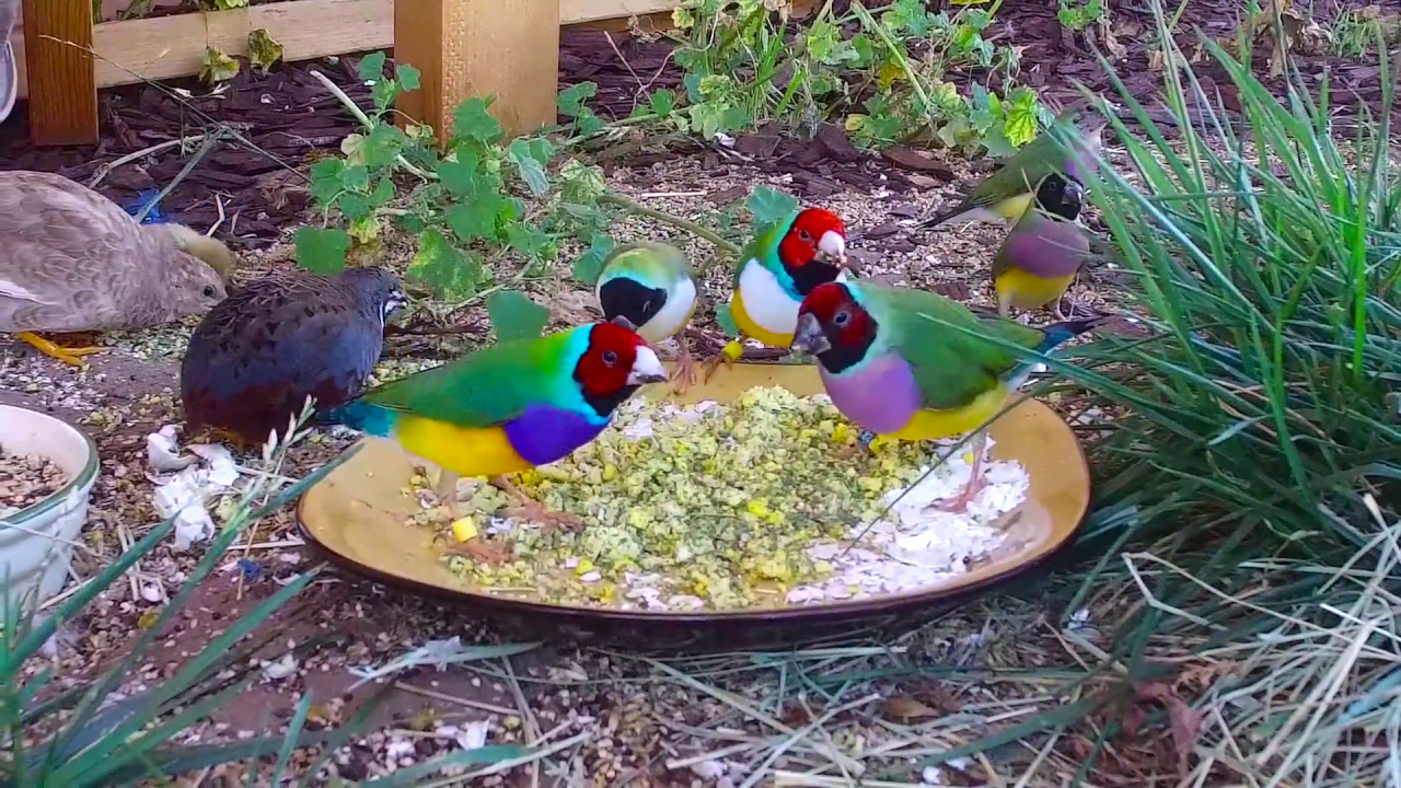 aviary