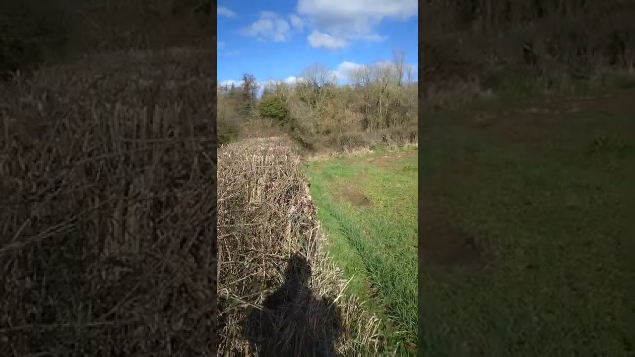 cover hunting foxes
