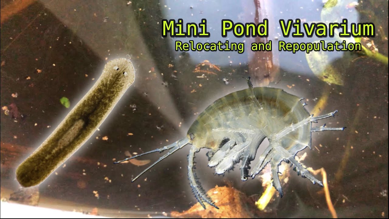 Repopulating my Mini Pond Vivarium | 1 Month Update