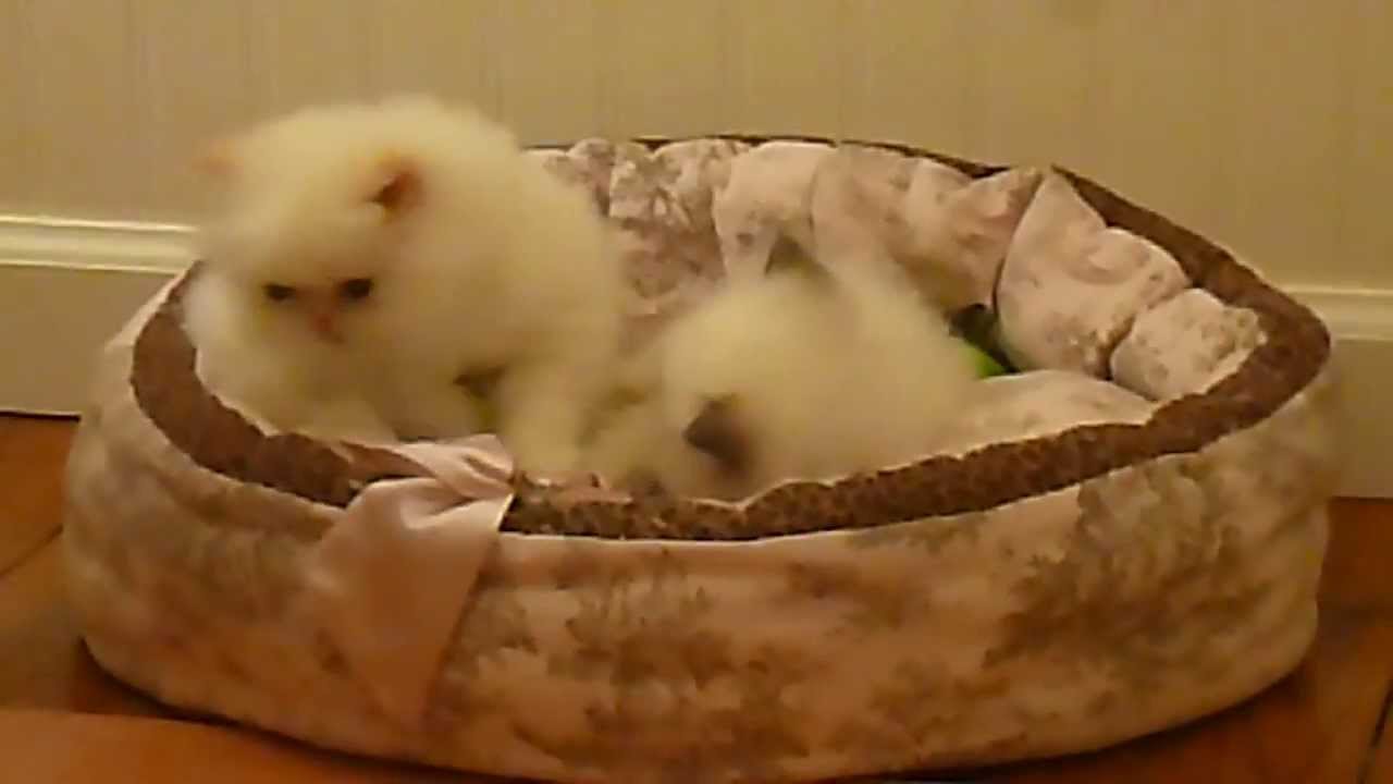 Peony's Himalayan Kittens on Day 44 Playing Together - June 16, 2013 - Victorian Gardens Cattery