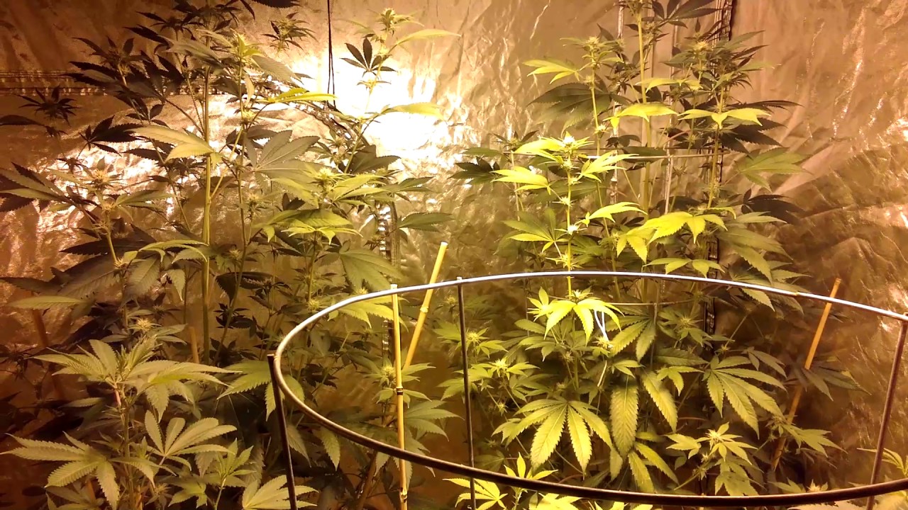 Growing Cannabis: Chemdawg harvest glamour shots! Plus updates on the garden