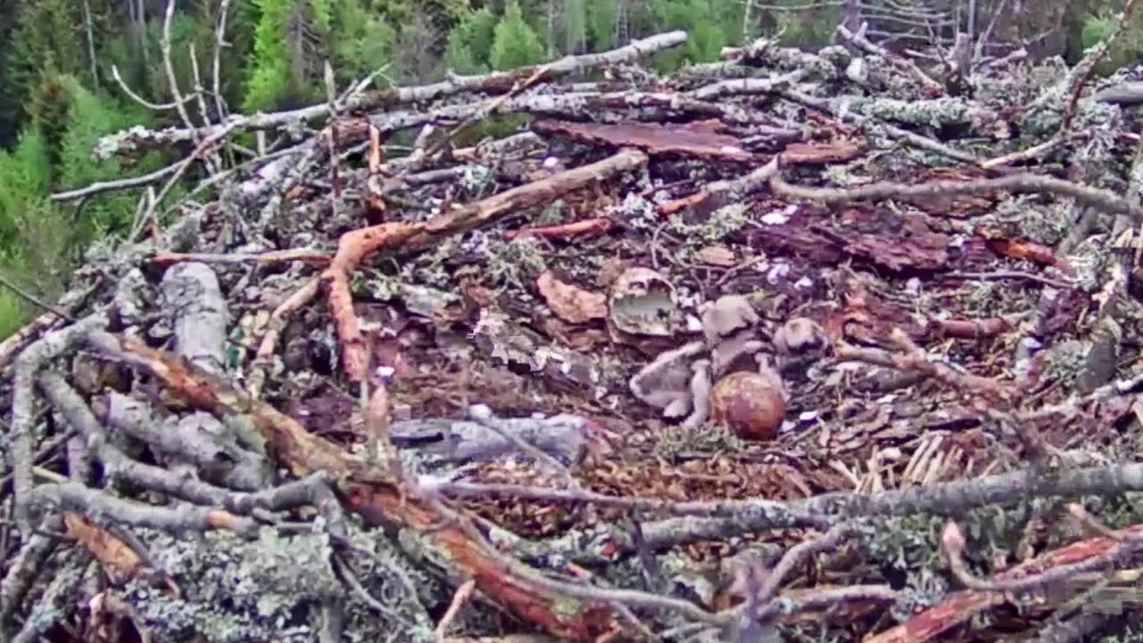 Kalakotkas 2 ~Welcome to the world chick #2 🐥~ 5:34 am 2021/05/24