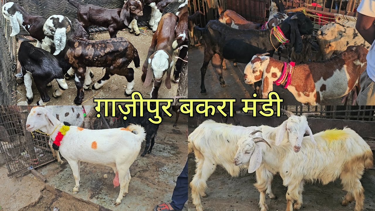 ghazipur bakra mandi 28/9/2024 ग़ाज़ीपुर बकरा मंडी #goats #goat #bakra #ghazipur #goatfarming
