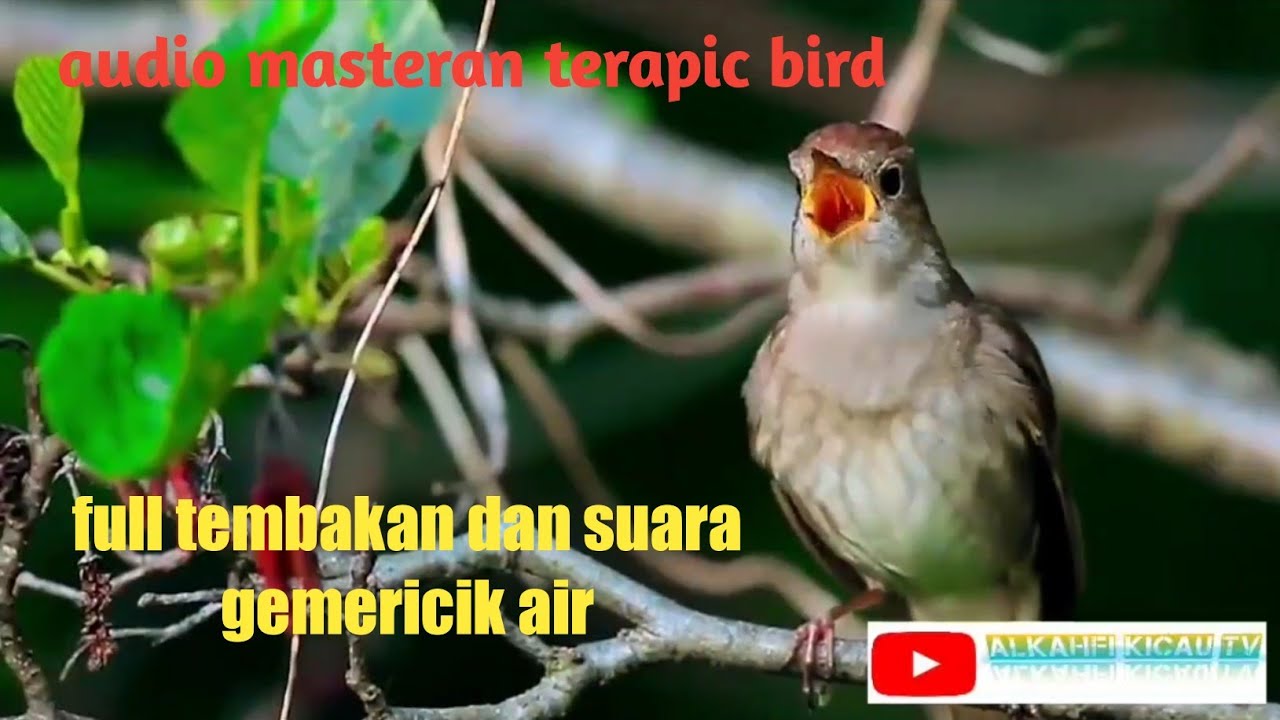 srikatan londo full isian masteran dan terapi gemericik air