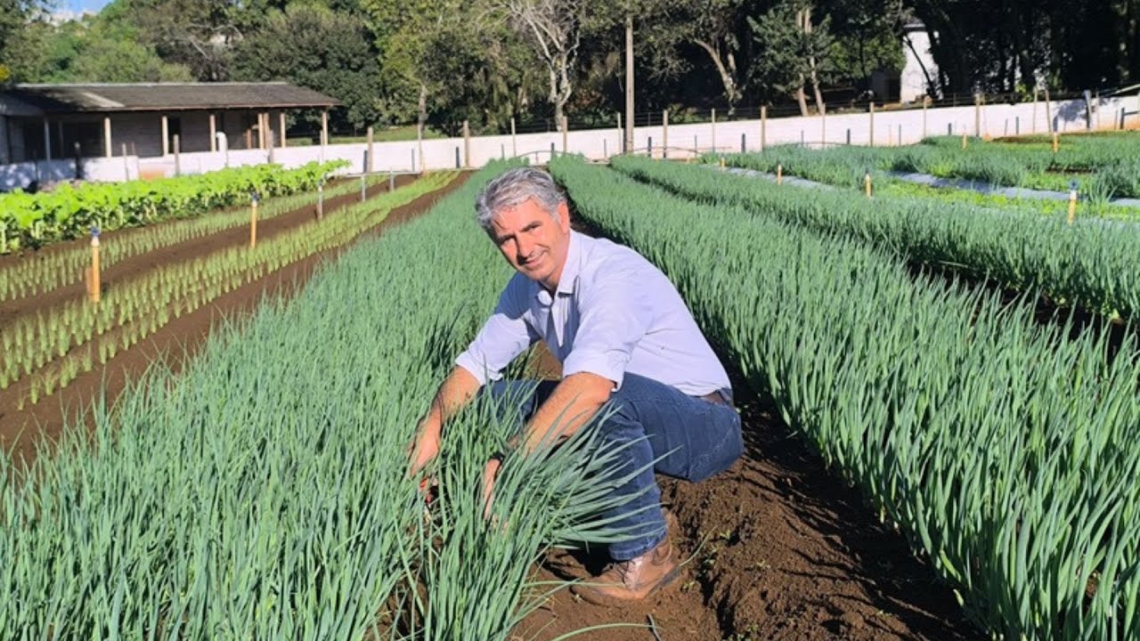 DICAS PARA TER CEBOLINHA O ANO TODO