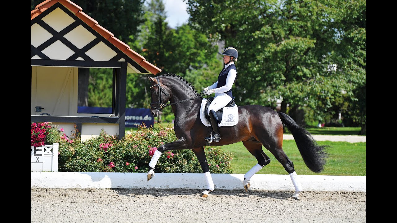 For Romance II - Stallion Collection Schockemoehle & Helgstrand 2021 ENG