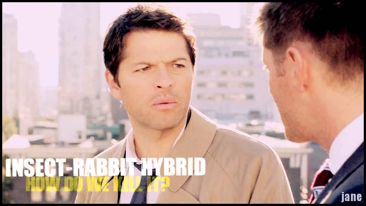 'I'll interogate the cat!' | castiel HUMOR! {8x08}