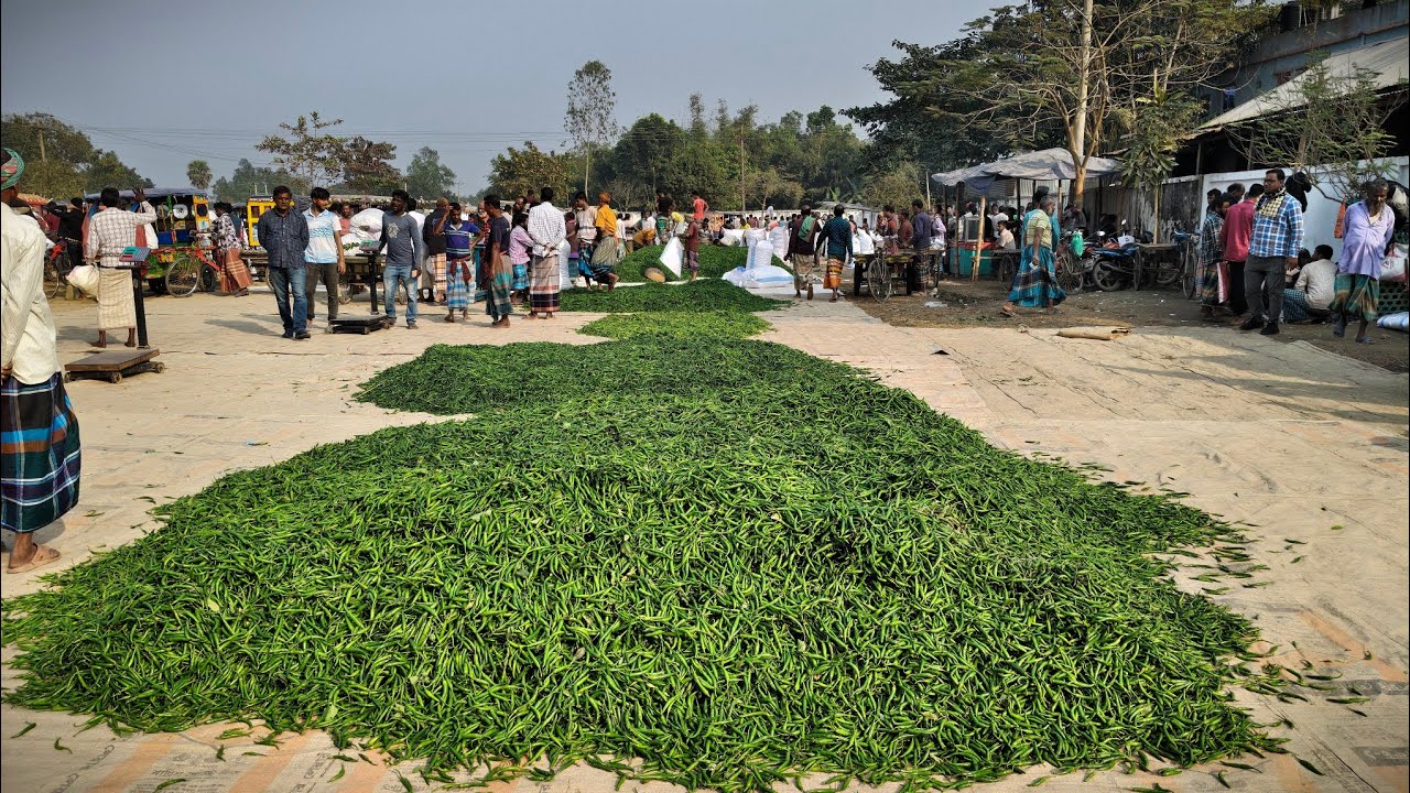 ১৪ জানুয়ারি ২০২৬, কাঁচামরিচের দরদাম আপডেট | বৃহত্তম কাঁচা মরিচের বাজার | Hazipur Bazar, Jamalpur 