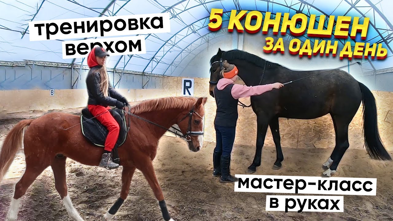 Мой конный марафон: 5 конюшен за 24 часа / Влог с Новосибирска