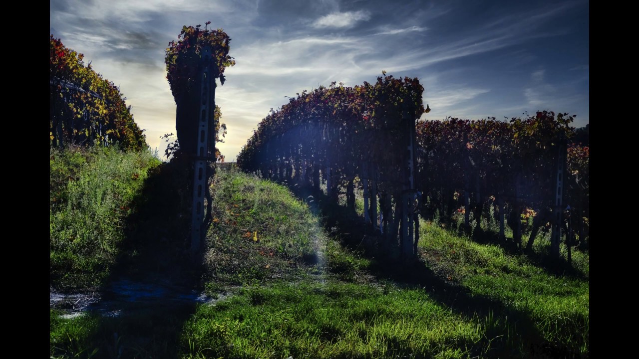 Le langhe piemontesi con i suoi vigneti e paesaggi da patrimonio dell'unesco ( vineyards in autumn)