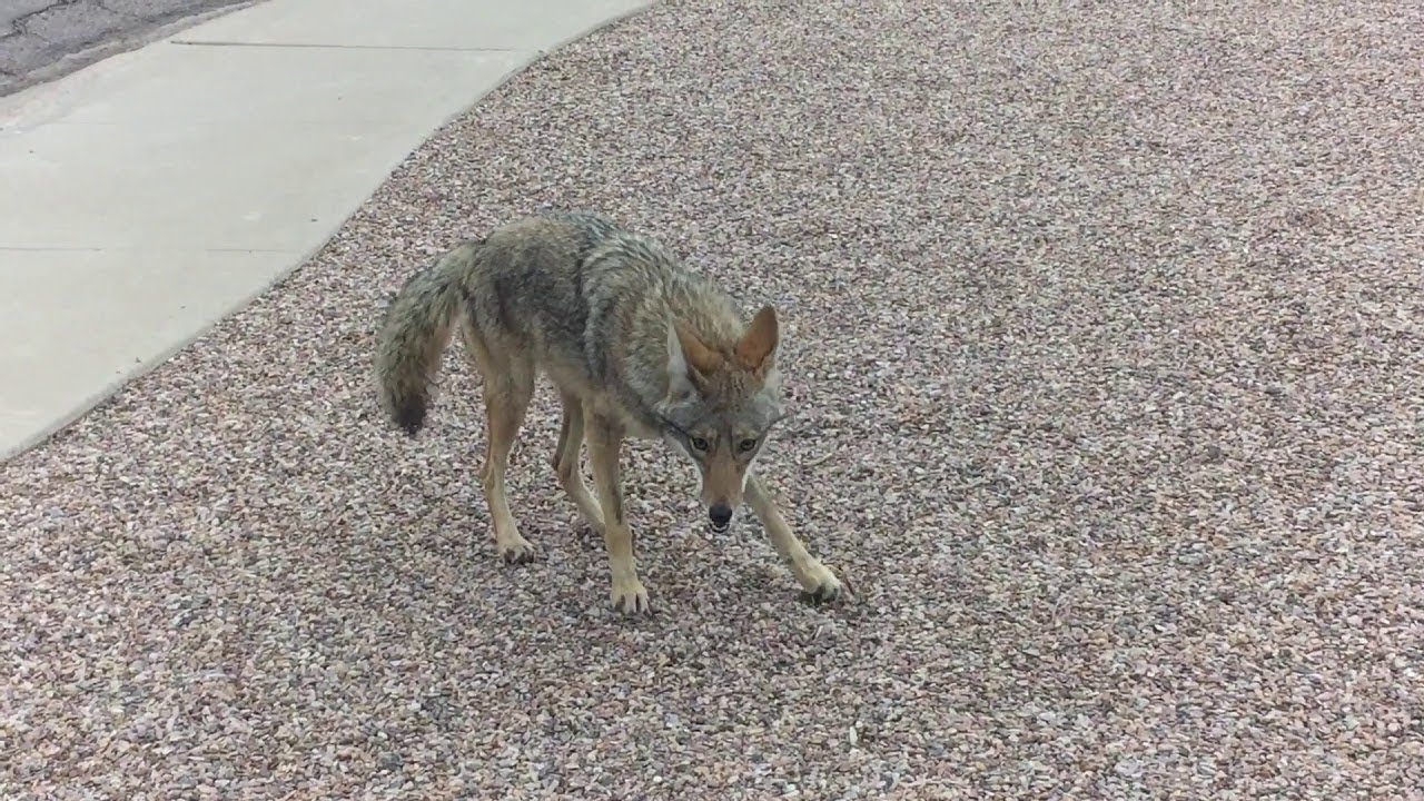 Dog and Coyote Make Perfect Play Pals || ViralHog