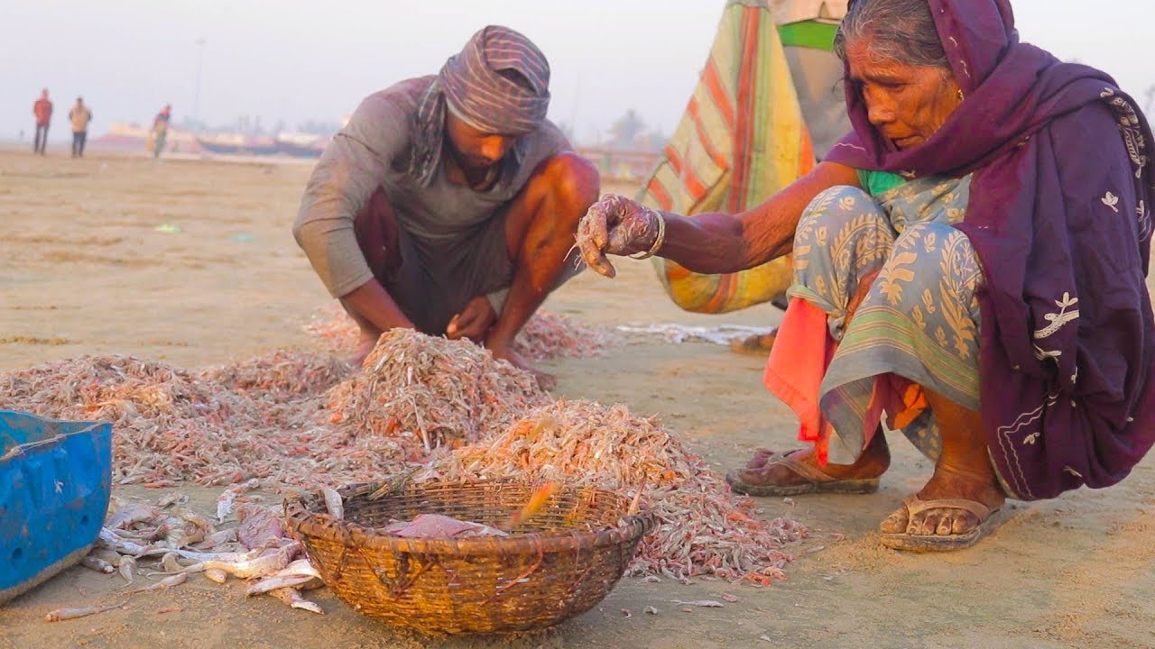 How They Make Dried Fish - Fish Processing - Fishing Videos