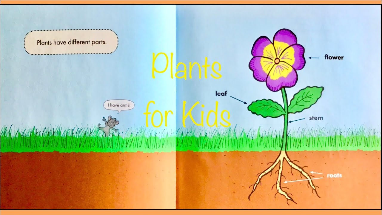 Learn  about Plants for Kids | Science for kids book read aloud | #sciencekids #readaloud