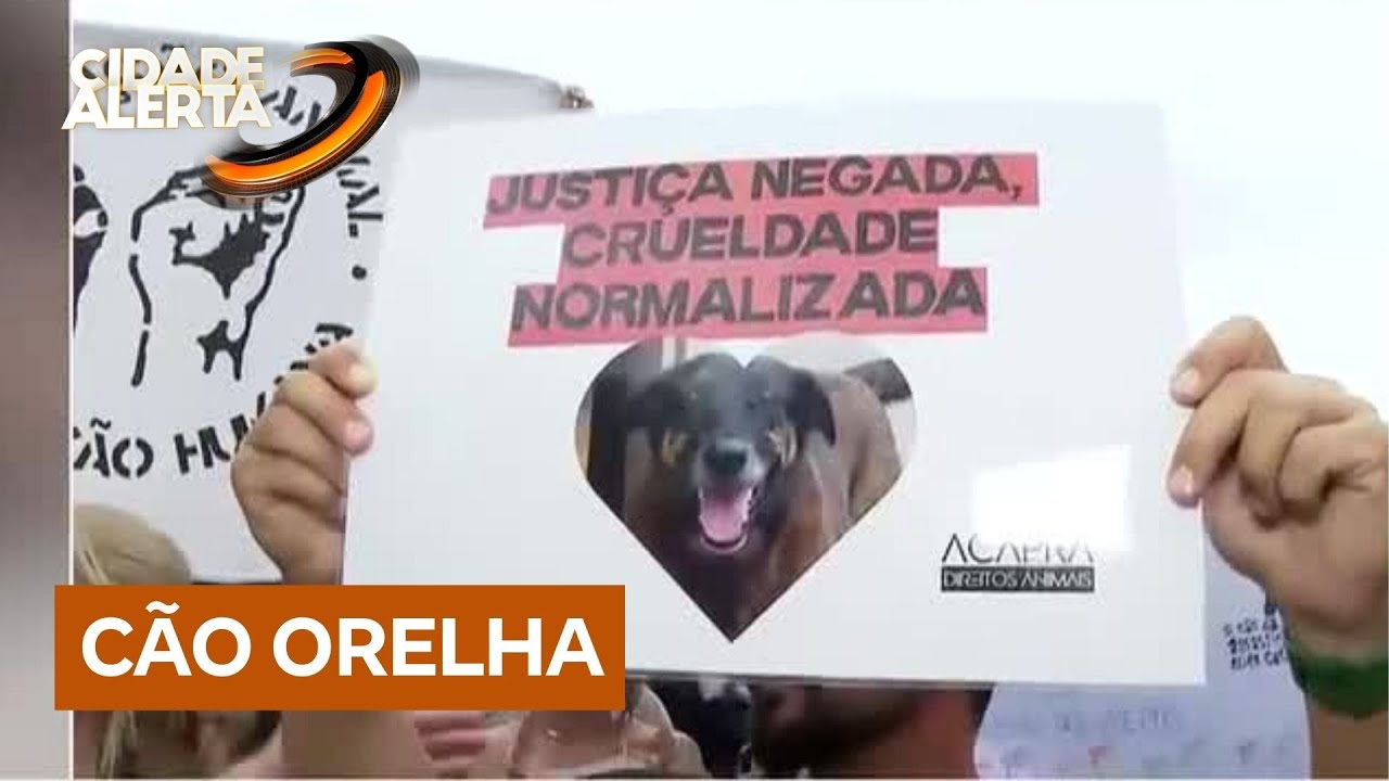 Adolescentes investigados pela morte do cão Orelha voltam ao Brasil