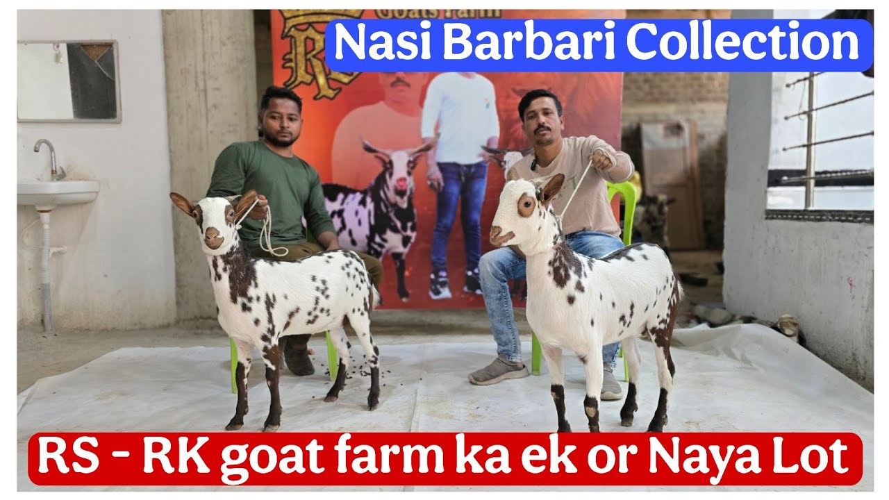 RS Barbari or RK goats Aurangabad ke Behtreen Quality Nasi Barbari collection 