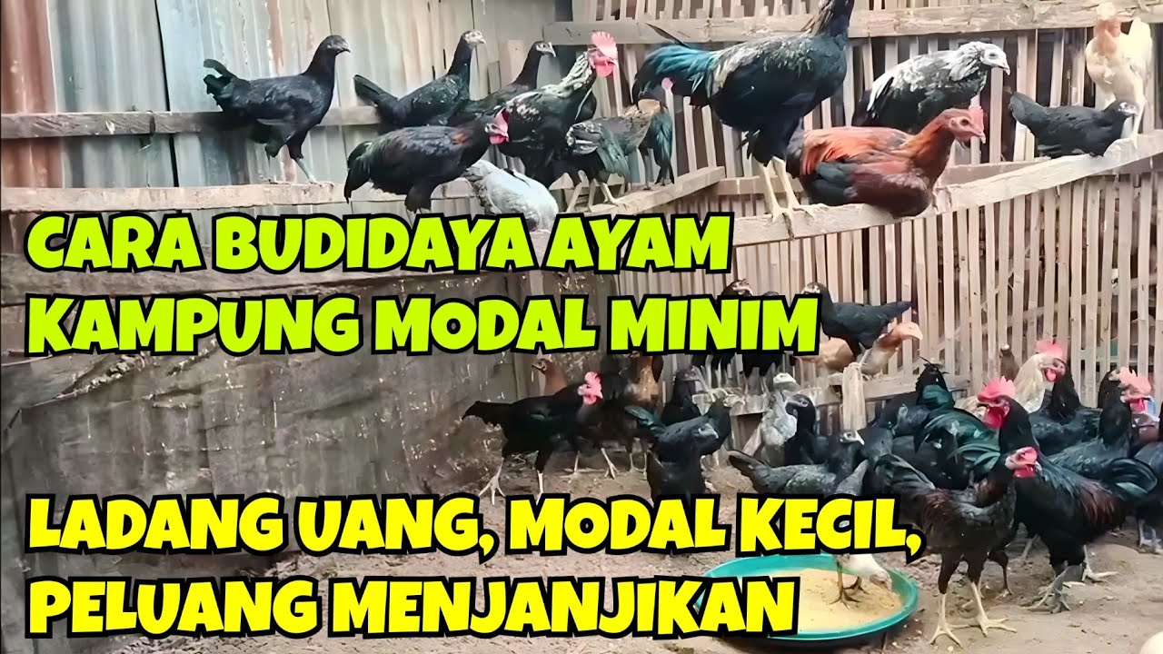 CARA BUDIDAYA AYAM KAMPUNG MODAL MINIM. LADANG UANG TERNAK AYAM KAMPUNG, PELUANG MENJANJIKAN