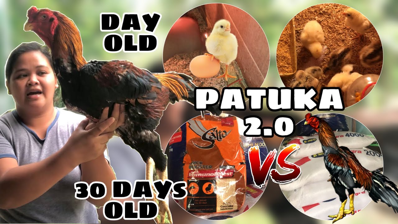 DAY OLD UP TO 30 DAYS OLD NA PATUKA NG MGA ALAGANG SISIW NA SHAMO , BILIS LAKI . | INDAY POYPOY
