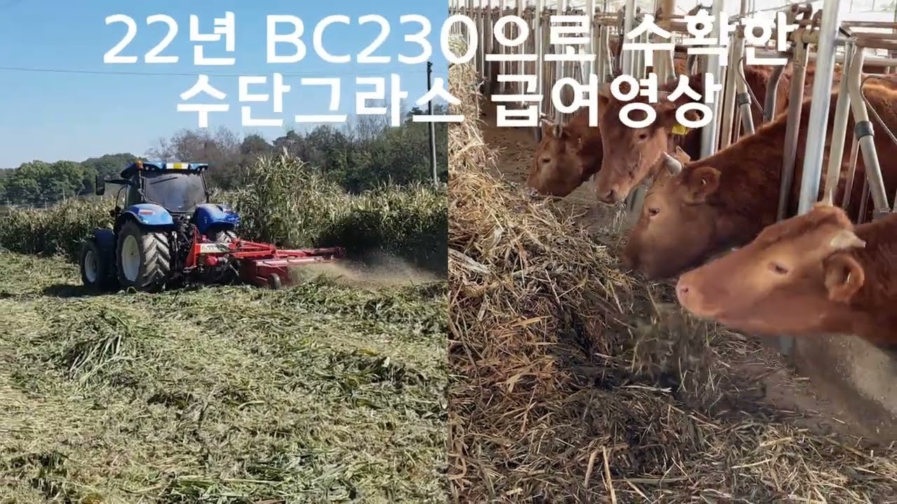 BC230 수단그라스 급여영상
