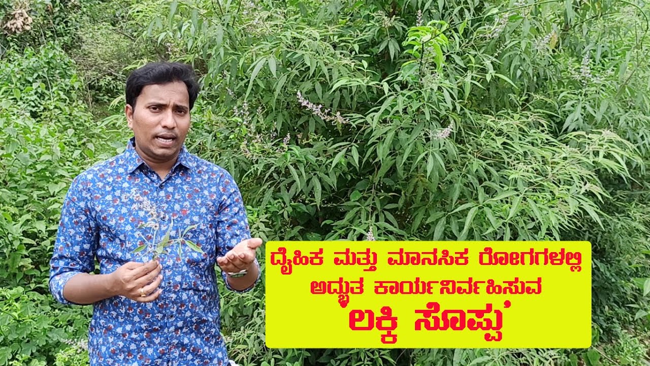 'ಲಕ್ಕಿ ಗಿಡ'- ನೈಸರ್ಗಿಕ ನೋವು ನಿರೋಧಕ / Vitex Negundo Health benefits and home remedies