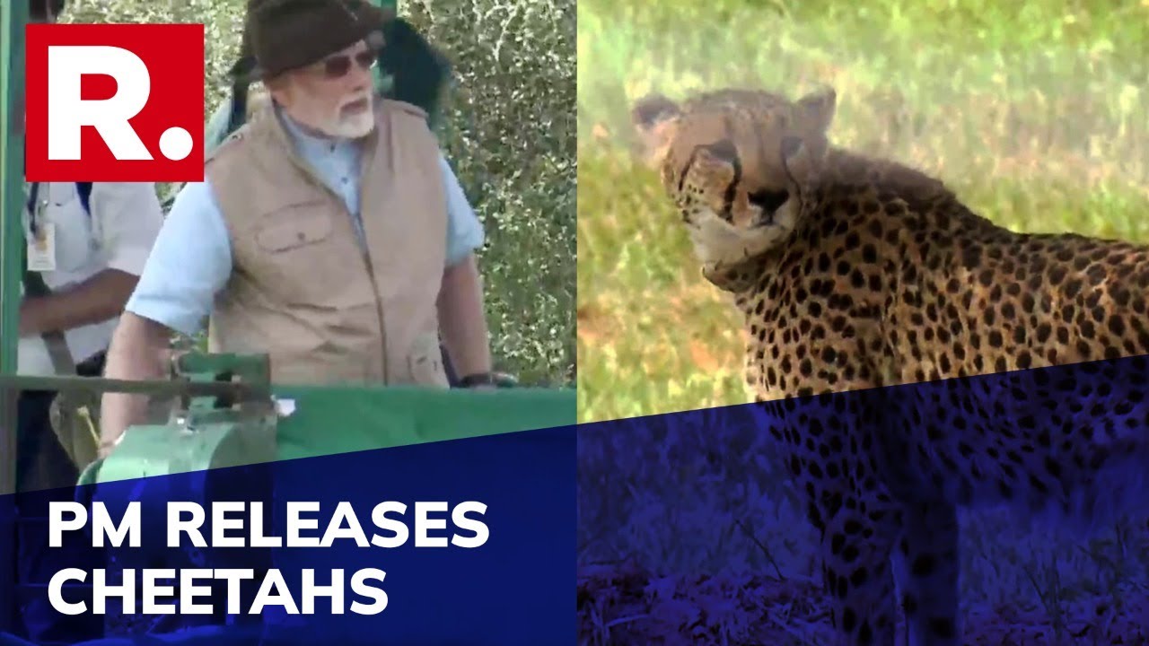 PM Modi Releases Cheetahs In Their New Home at Kuno National Park In Madhya Pradesh