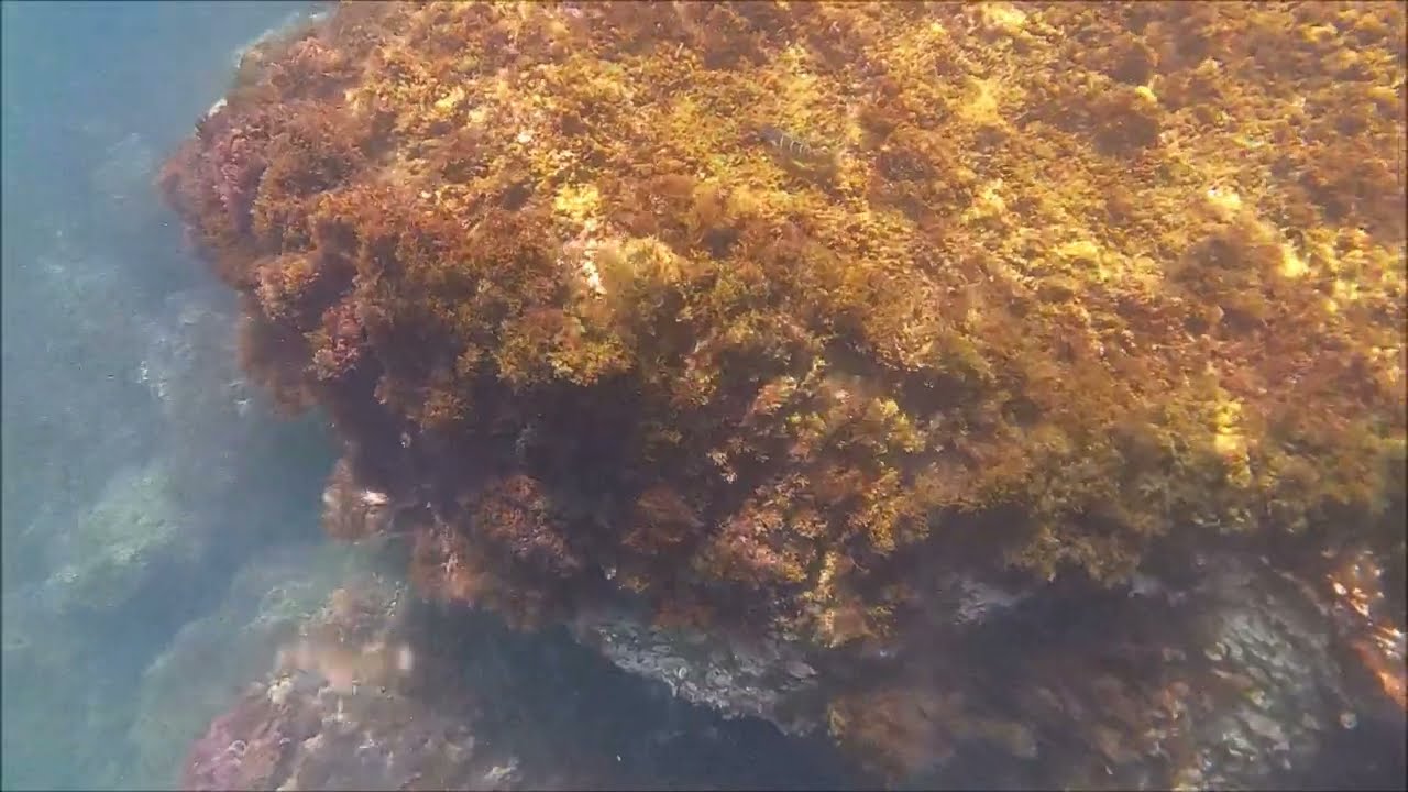Fondos marinos en el Poniente almeriense | Mar Mediterráneo | Costas de la Provincia de Almería
