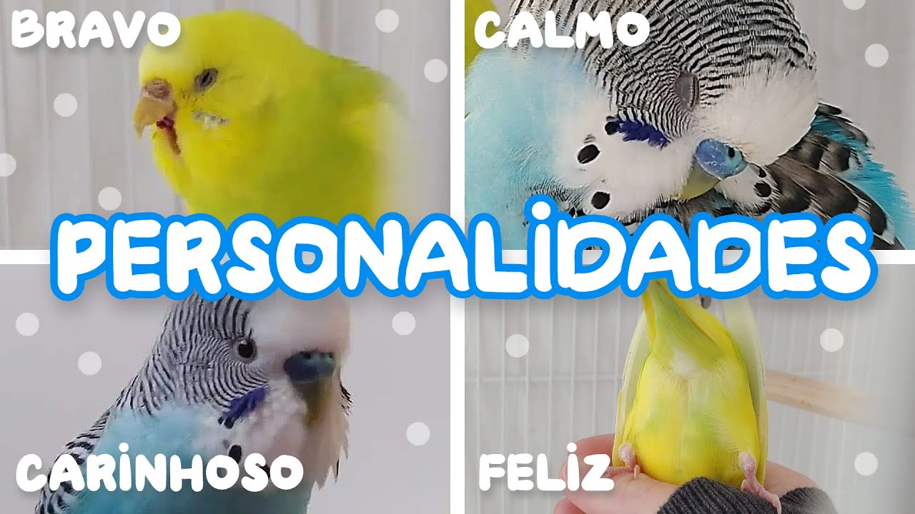 PERSONALIDADES - Periquitos Australianos | Batatube