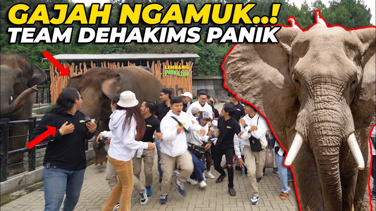 PANIK..!! GAJAH TIBA2 NG4MUK. PARA TEAM DEHAKIMS KETAR KETIR...!!