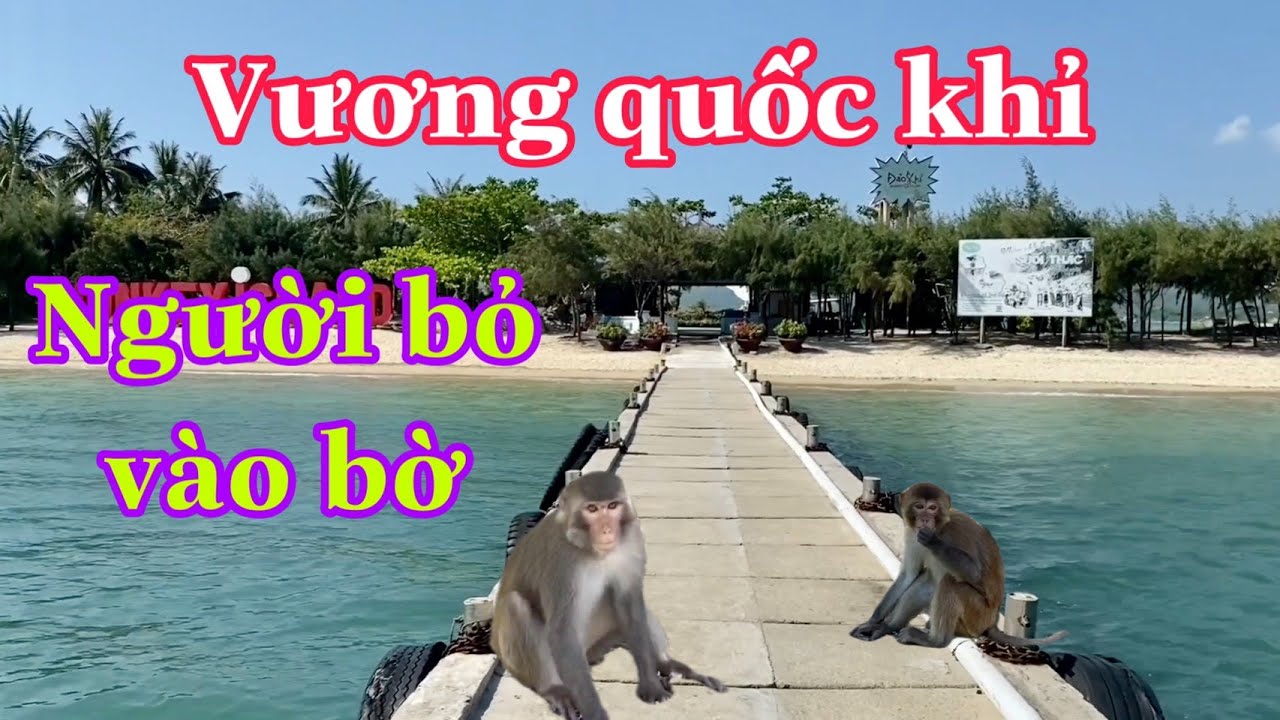 P12: Kỳ lạ đảo Hòn Lao có hơn 1.000 con khỉ phá phách, người dân bỏ về đất liền (1.000 đảo VN)