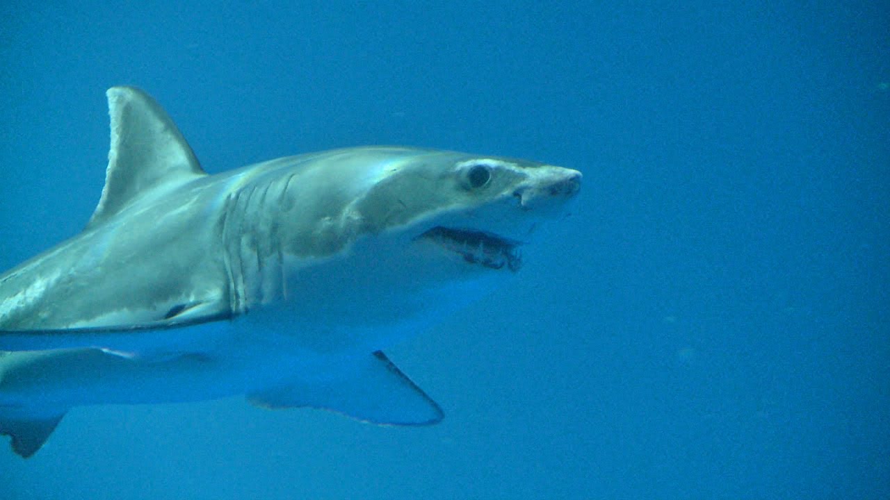 Great White Shark on Exhibit: September, 2011
