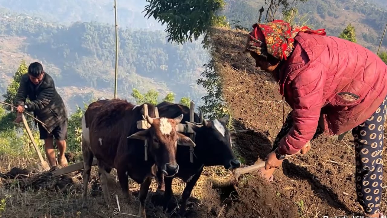 Ploughing field in Village || Beauty Village Nepal ||