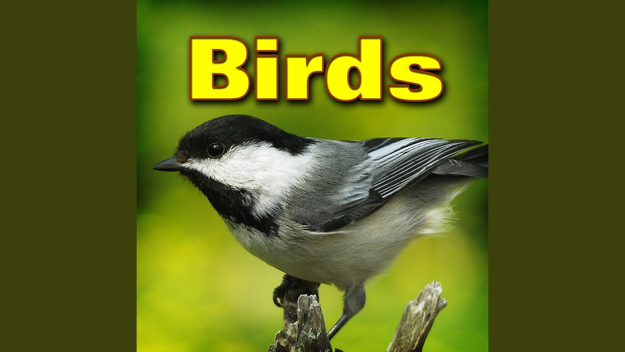 Nightingale Call British Bird Sounds