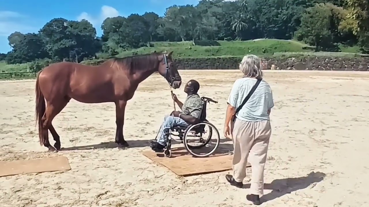 Une séance d'entraînement - Découverte Médiation Equine 