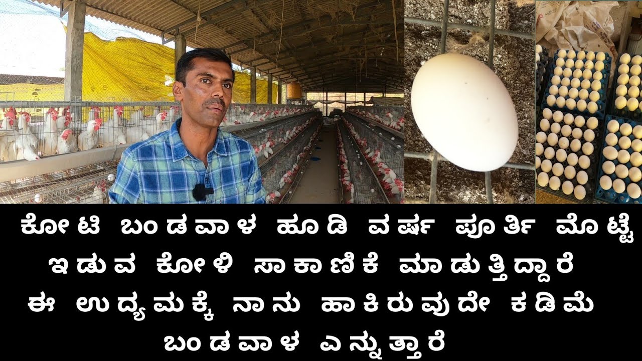BV300 ವರ್ಷಪೂರ್ತಿ ಮೊಟ್ಟೆ ಇಡುವ ಕೋಳಿ.. ಒಂದು ಕೋಟಿ ಬಂಡವಾಳ ಹಾಕಿ ಈ ಉದ್ಯಮವನ್ನು ಪ್ರಾರಂಭಿಸಿದ್ದಾರೆ