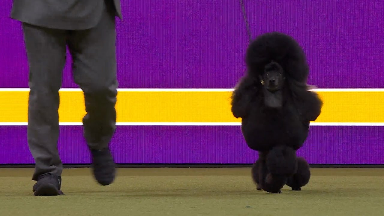 Sage the poodle wins the non-sporting group | Westminster Kennel Club