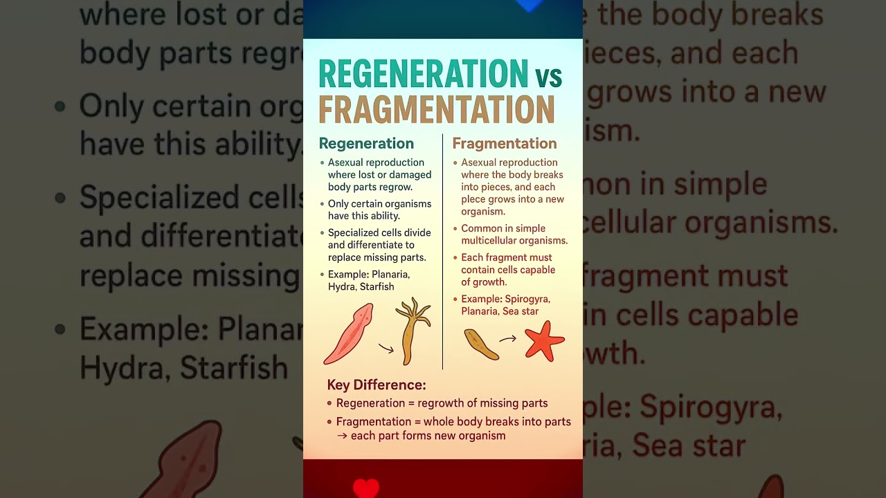Regeneration vs Fragmentation| whst is difference between Regeneration and Fragmentation|