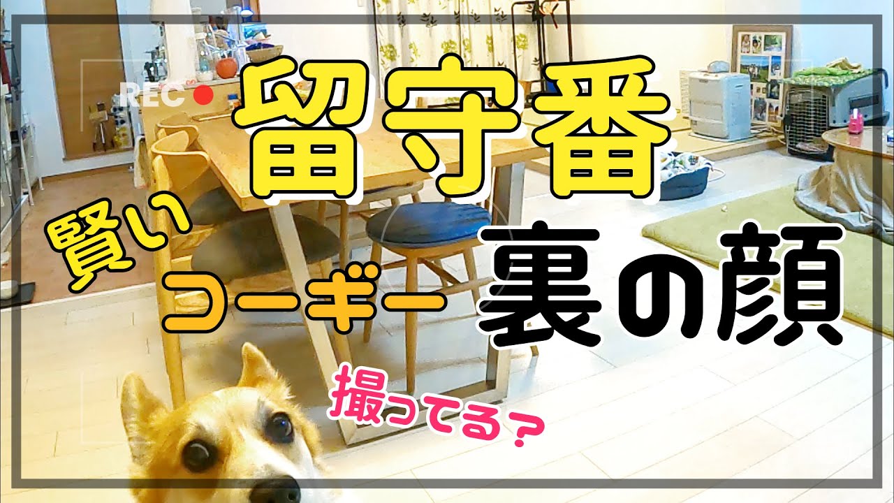 賢いコーギーに留守番させると危険！飼い主が思ってたより上をいく映像。みんなが出かけた後すぐに向かった場所はキッチンではない！