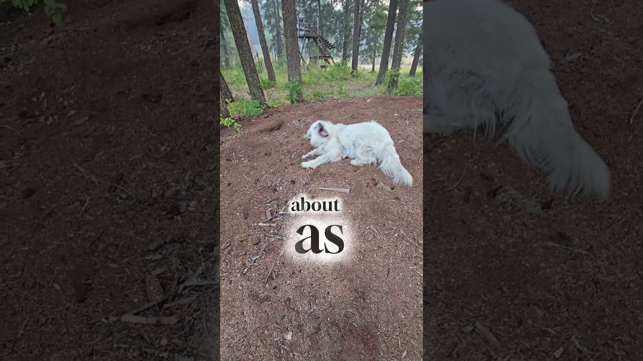 5 Signs a Great Pyrenees Really Likes You!
