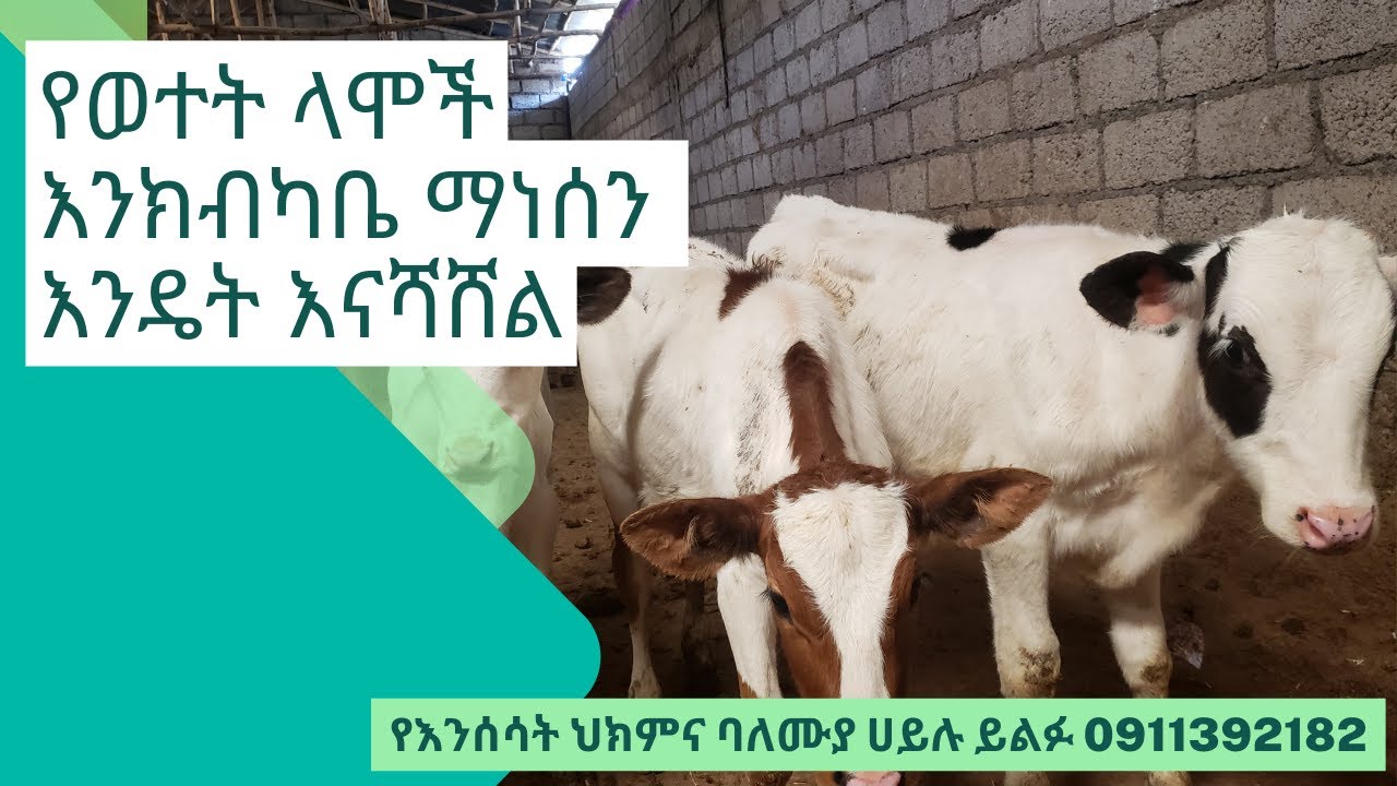 የወተት ላሞችና ጥጃወች የተመጣጠነ መኖ አለማግኝት እንዴት እንከታተላቸው