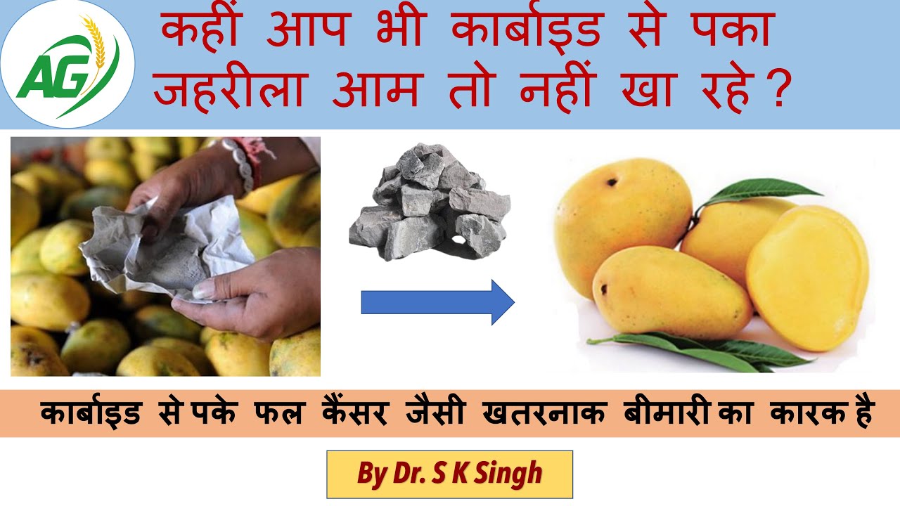 Ripening of Mango by Calcium Carbide (Masala) is dangerous &  deadly.