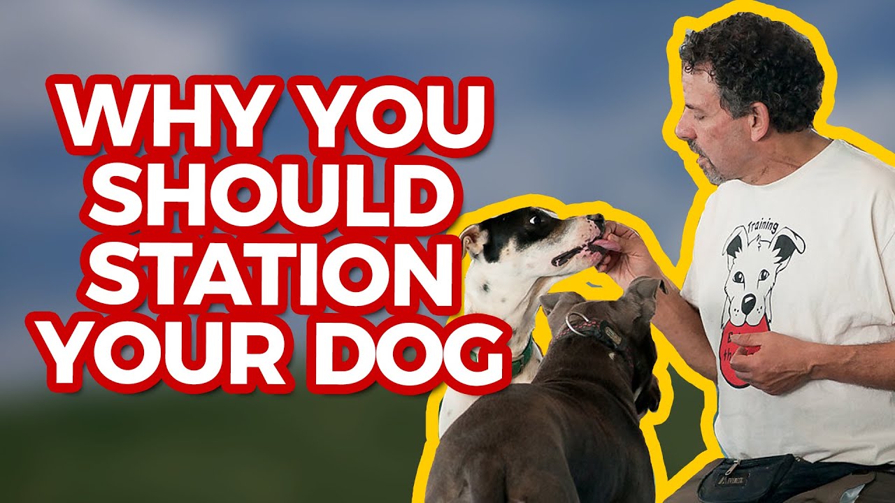 Dog stationing - relaxation and focus techniques