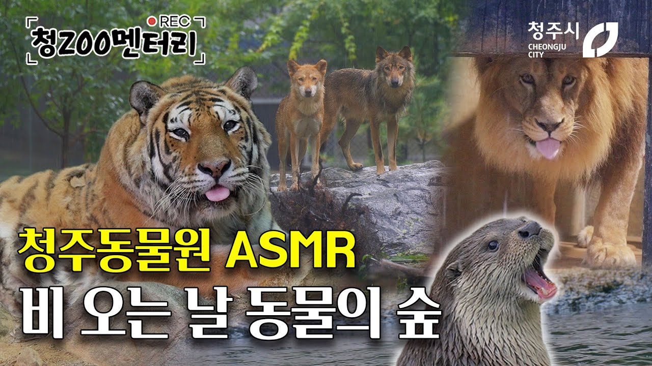 비 내리는 청주동물원, 그 특별한 하루를 보여드립니다. #꿀잼청주 #청주동물원 #asmr