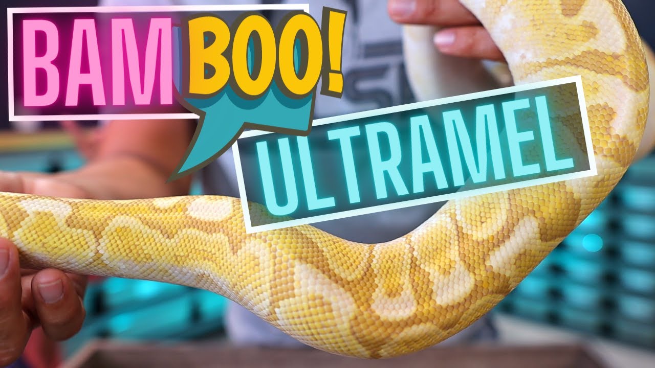 Bamboo Ultramel Project // Comparing Combos & Updates