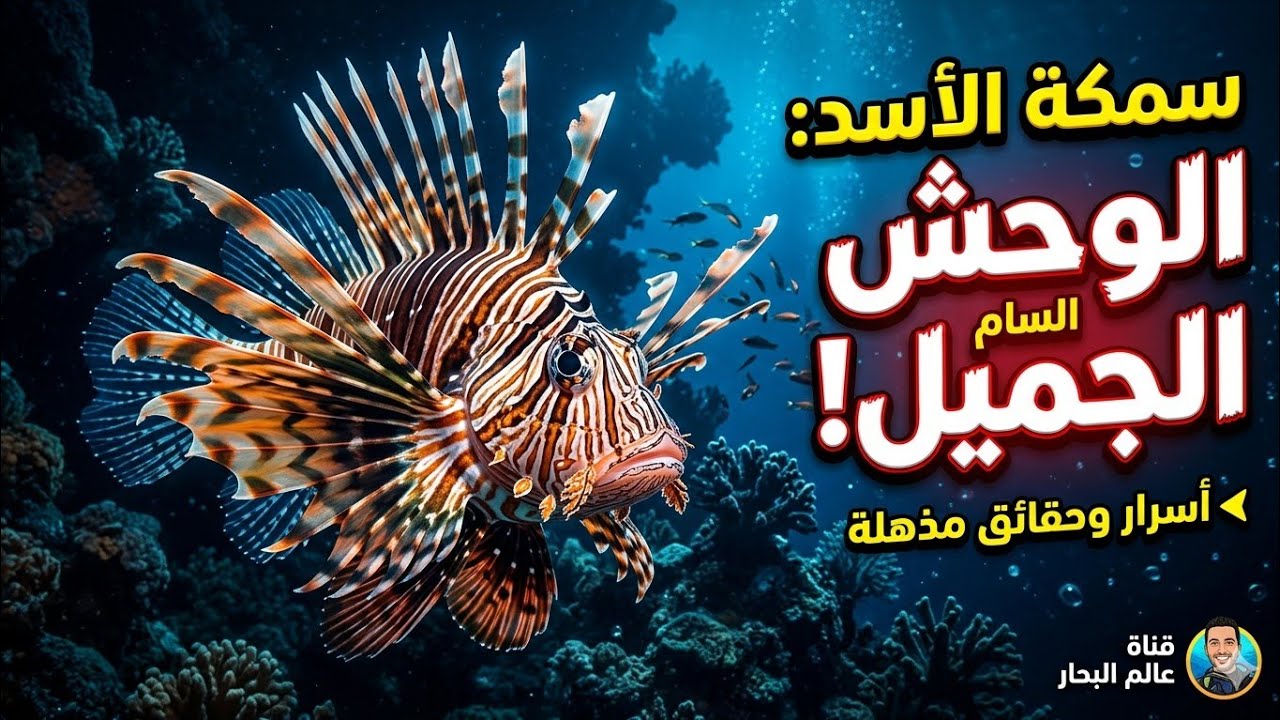 سمكة الأسد السمكة السامة