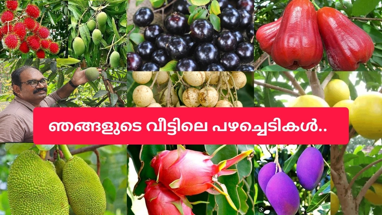 ഞങ്ങളുടെ വീട്ടിലെ പഴചെടികൾ കണ്ടാലോ.. #mango #fruit