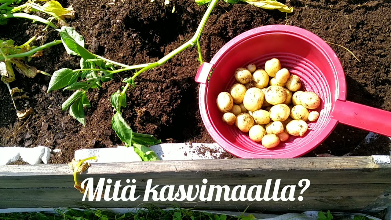 Kasvimaalla