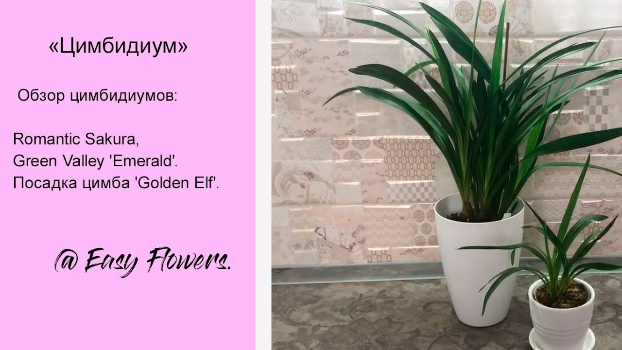 Обзор МИНИ и МИДИ ЦИМБИДИУМОВ: Romantic Sakura, Green Valley 'Emerald'. Посадка цимба 'Golden Elf'