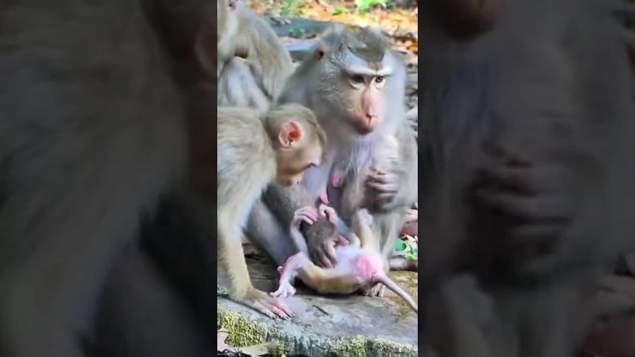 Monkey species: The mother monkey hurt the baby monkey, so the older monkey came to comfort her.