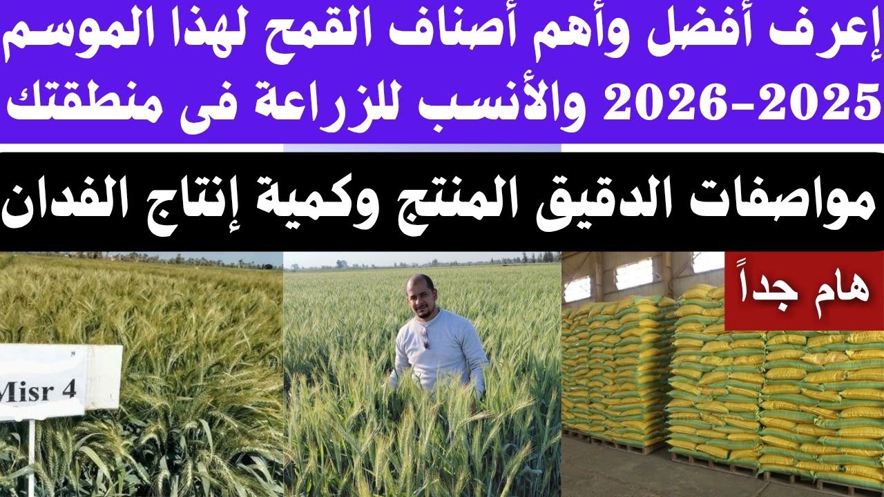 #إعرف أفضل أصناف القمح لهذا الموسم 2025-2026 ومواصفاتها وأيهما مناسب لمنطقتك#اكسبلور #farming #نباتي